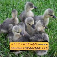 عکس آگهی 🐣🐣🐣 *جوجه غاز گوشتی*🐣🐣🐣