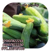 عکس آگهی فروش عمده بذر خیار ثنا