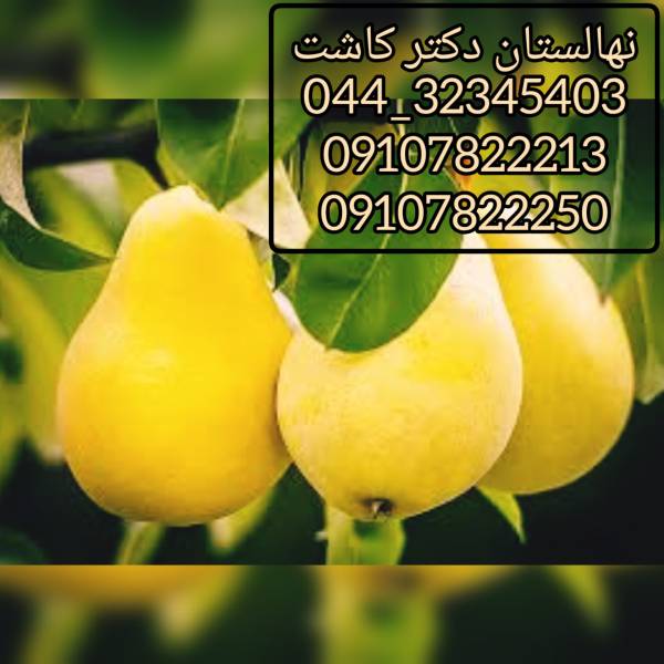 فروش نهال گلابی سیبری - پیکوپن