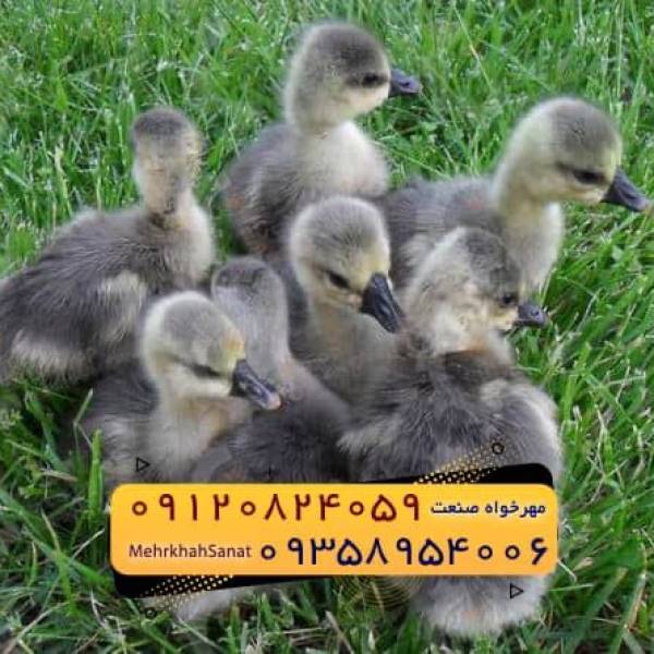 🐣🐣🐣 *جوجه غاز گوشتی*🐣🐣🐣 - پیکوپن