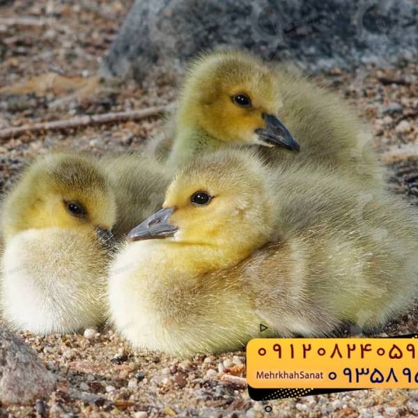 🐣🐣🐣 *جوجه غاز گوشتی*🐣🐣🐣 - پیکوپن