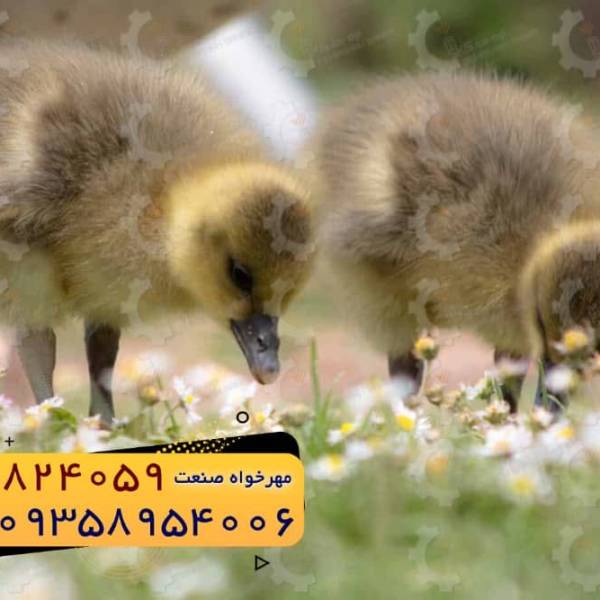🐣🐣🐣 *جوجه غاز گوشتی*🐣🐣🐣 - پیکوپن