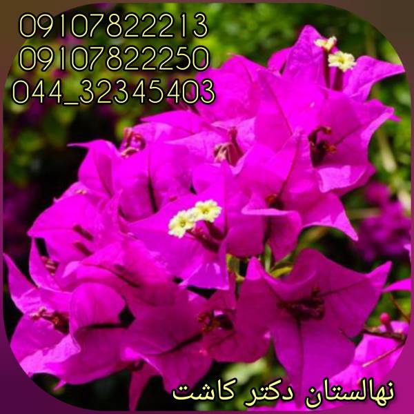 فروش عمده گیاه گل کاغذی - پیکوپن