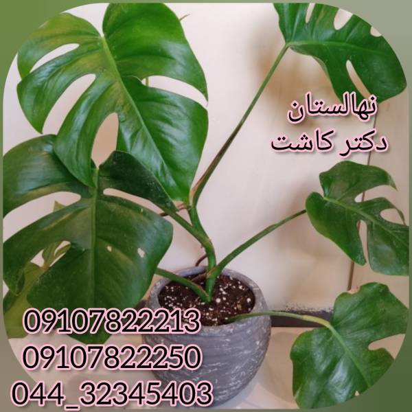 فروش عمده گیاه برگ انجیری - پیکوپن