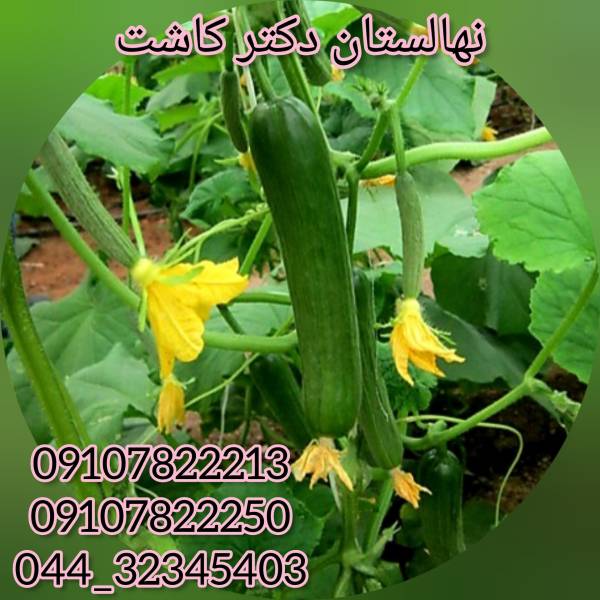 فروش عمده بذر خیار گرین استار - پیکوپن