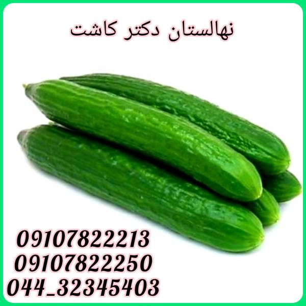 فروش عمده بذر خیار سورینا - پیکوپن