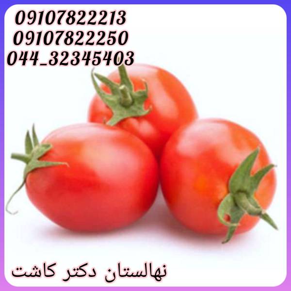 فروش عمده بذر گوجه کانیون 857 - پیکوپن